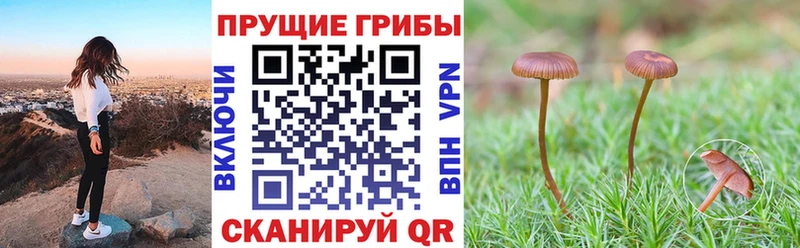 Купить где  Тюмень  Галлюциногенные грибы Magic Shrooms 